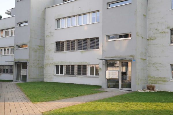 Fassade mit Algenbefall